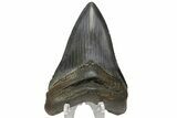 Fossil Megalodon Tooth - Glossy Enamel #180977-1